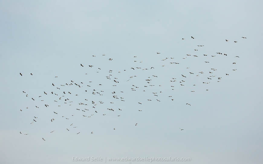 Wildlife image from the flooded luangwa by edward selfe.
