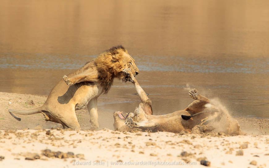Wildlife image from photo safari with edward selfe in south luangwa national park.