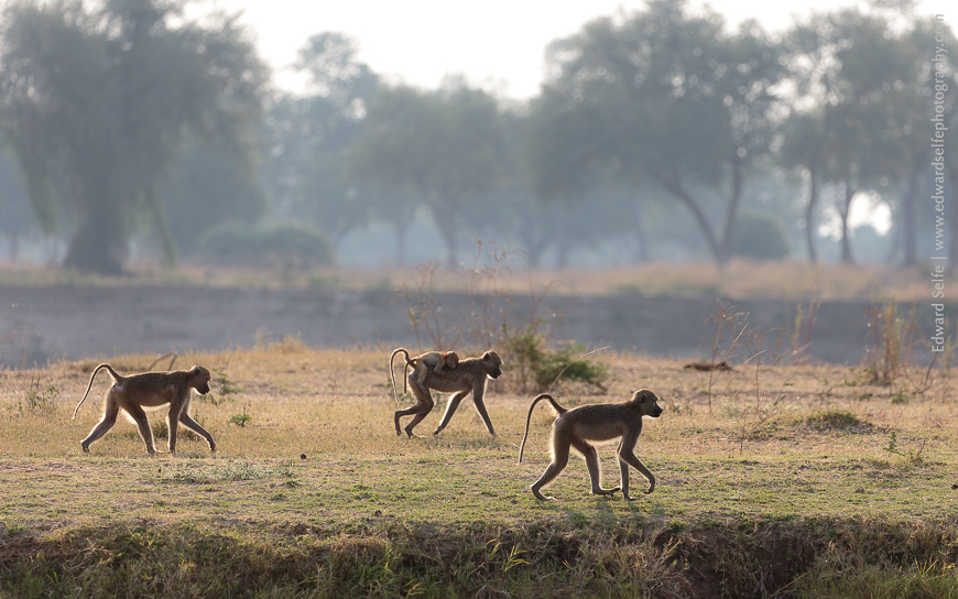 A troop of baboons cross a small gulley, backlit by the afternoon sunshine in South Luangwa National Park.