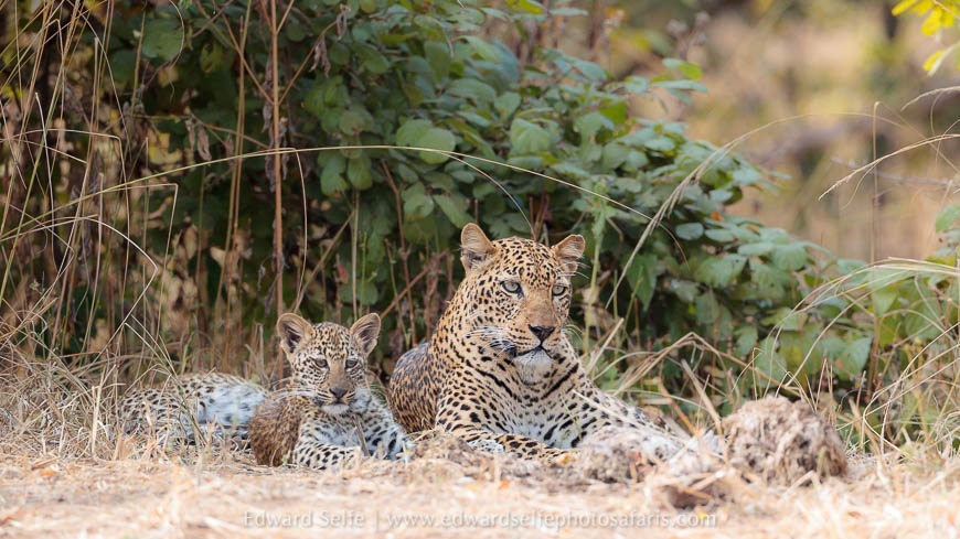 Wildlife image from photo safari with edward selfe.