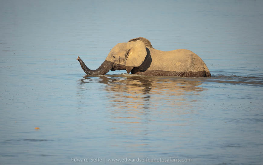 Wildlife image from photo safari with edward selfe in south luangwa national park.