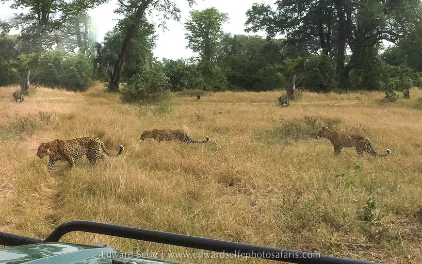 Wildlife image from photo safari with edward selfe.