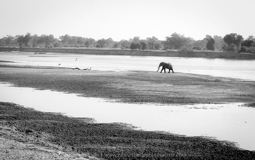 Elephant crossing river on photo safari with edward selfe in south luangwa national park.