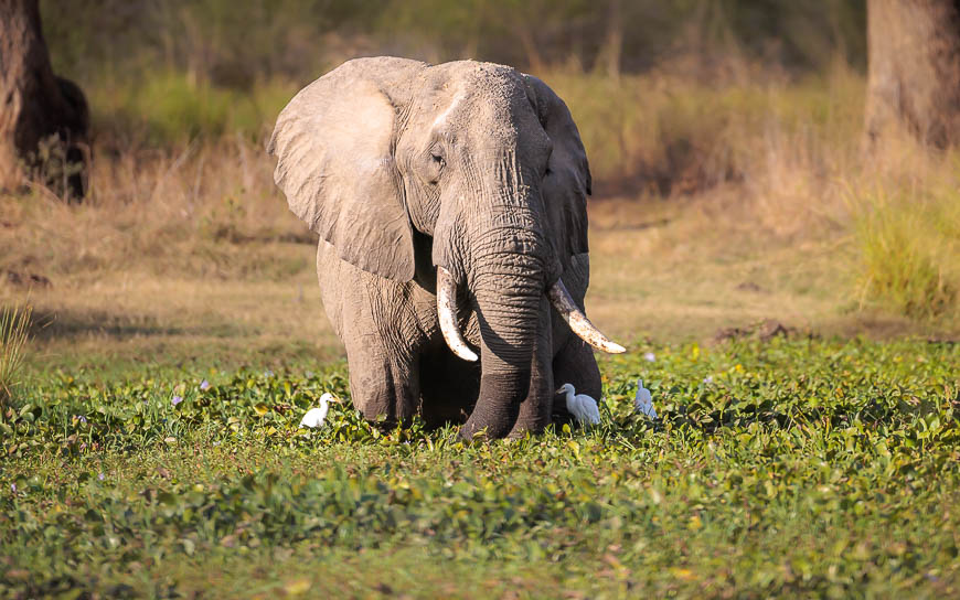 Images of wildlife from photo safari with edward selfe in zambia.