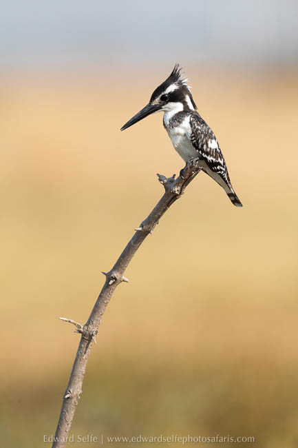 A pied kingfisher on photo safari with edward selfe in south luangwa national park.