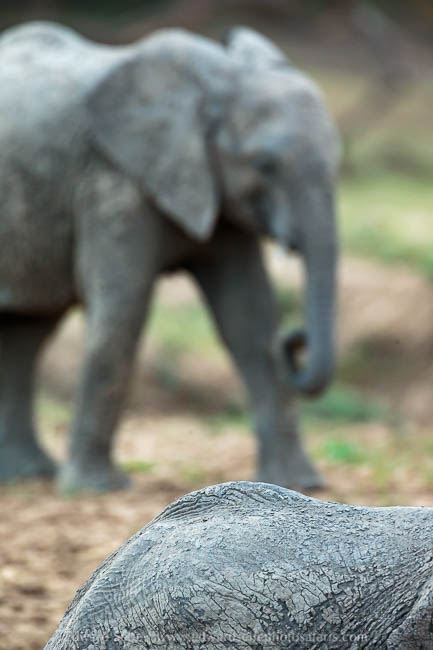 Wildlife image from a photo safari with edward selfe.