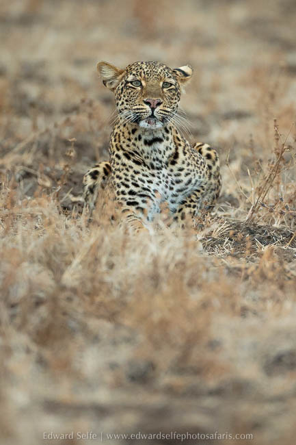 Leopard watching a hyaena on photo safari in south luangwa national park.