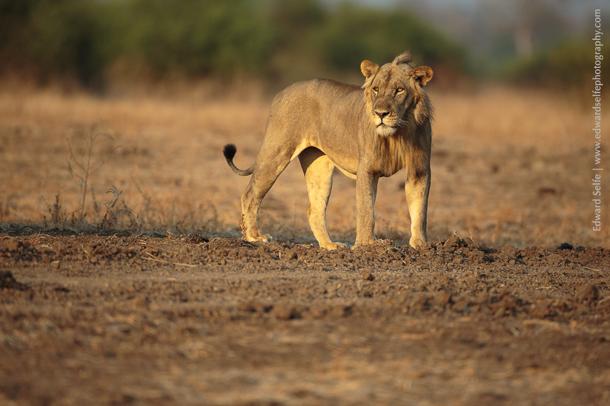 Golden light on a 5-year-old male lion in South Luangwa.