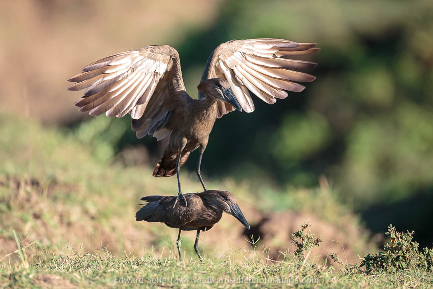 Wildlife image from photo safari with edward selfe in south luangwa national park.