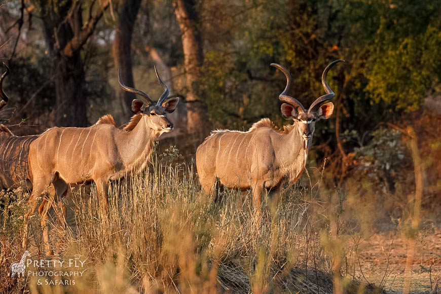 Wildlife image from photo safari with edward selfe in south luangwa national park.