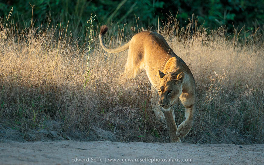 Wildlife image from photo safari with edward selfe in south luangwa national park.