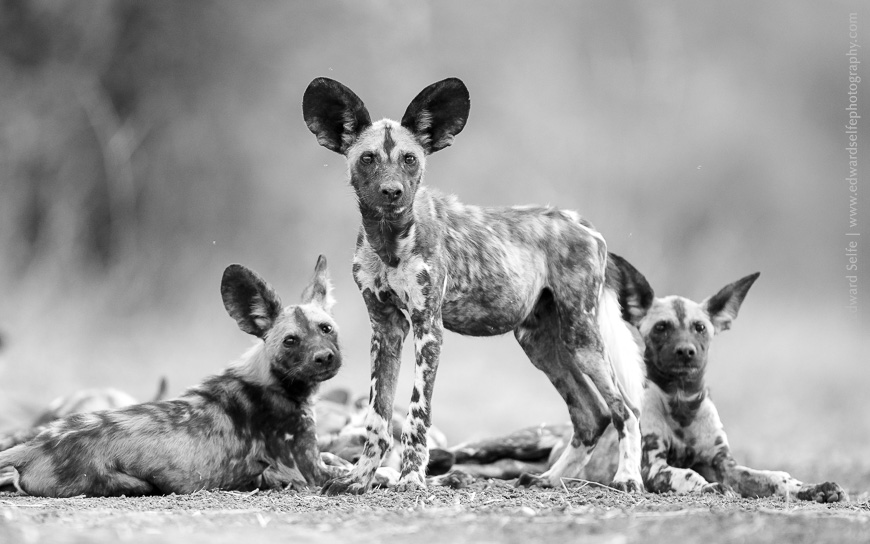 Wild dog pups observe the photographer while they rest on a warm October afternoon in South Luangwa.