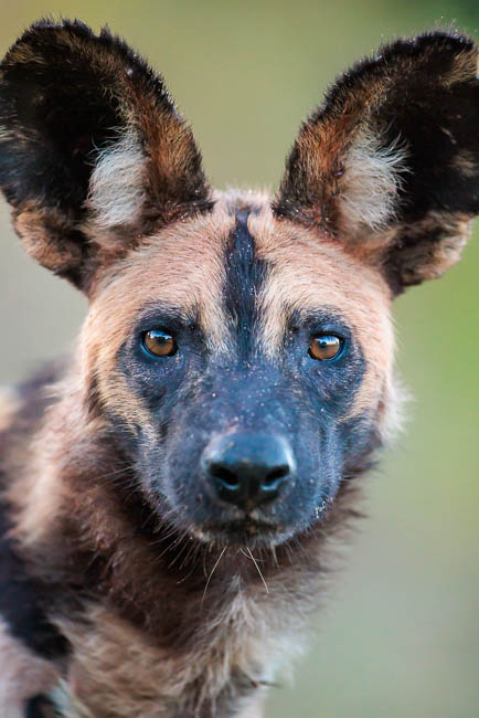 Images of wildlife from photo safari with edward selfe in south luangwa.