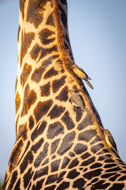 Images of wildlife from photo safari with edward selfe in south luangwa.