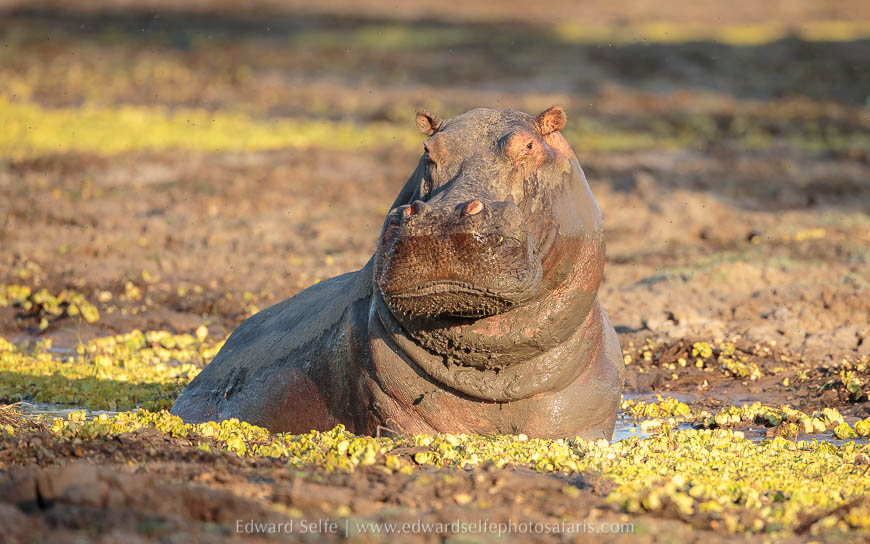 A hippo greets us on photo safari with edward selfe in south luangwa national park.