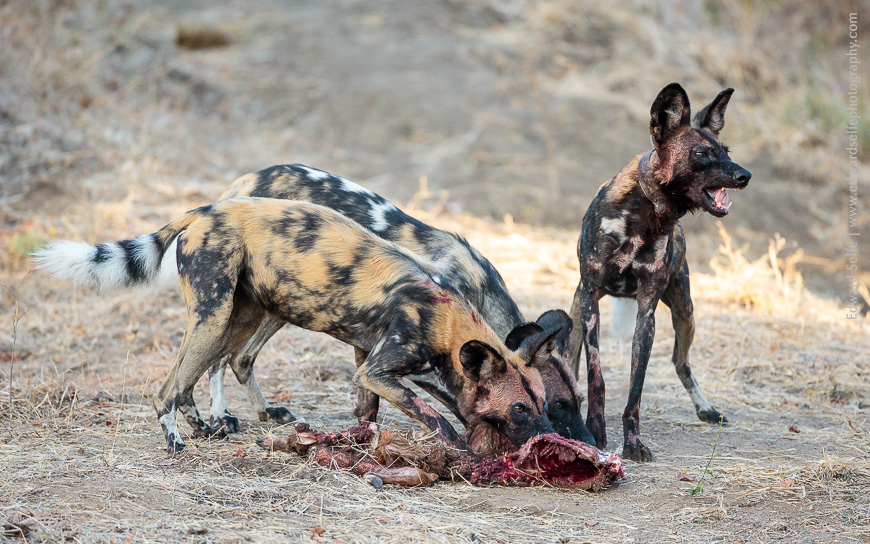 3 Wild Dogs from the South Luangwas Manchesa pack feed on a freshly-killed bushbuck.