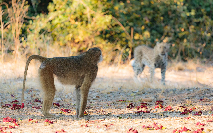 A standoff between a leopard and a baboon in the South Luangwa National Park