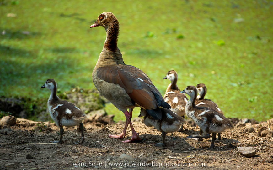 Wildlife image from photo safari with edward selfe.