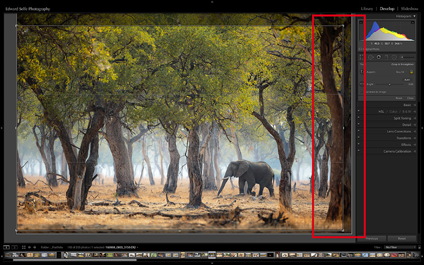 Cropping an elephant image to remove small distractions.
