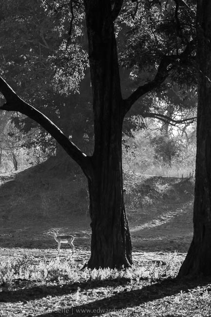 Wildlife image from photo safari with edward selfe in south luangwa national park.