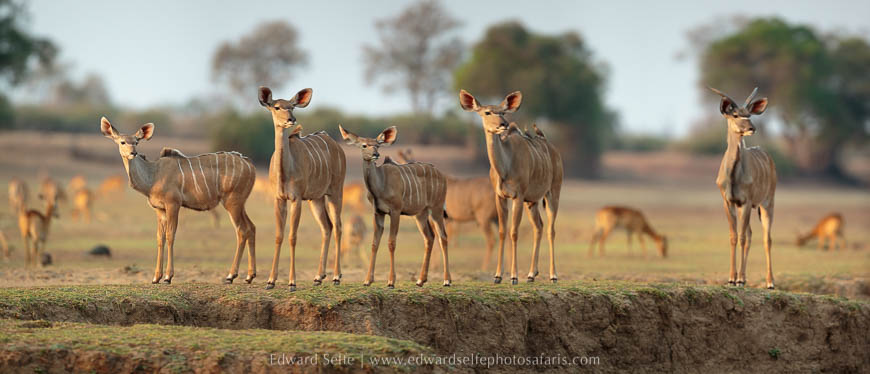 Wildlife image from photo safari with edward selfe in south luangwa national park.