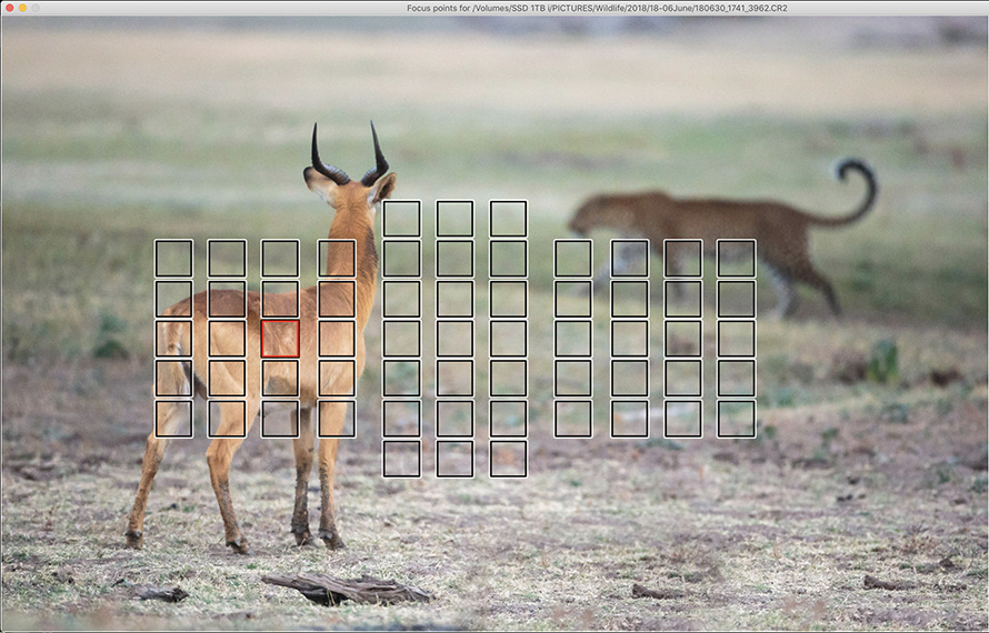 Leopard and puku on photo safari with edward selfe in south luangwa national park.