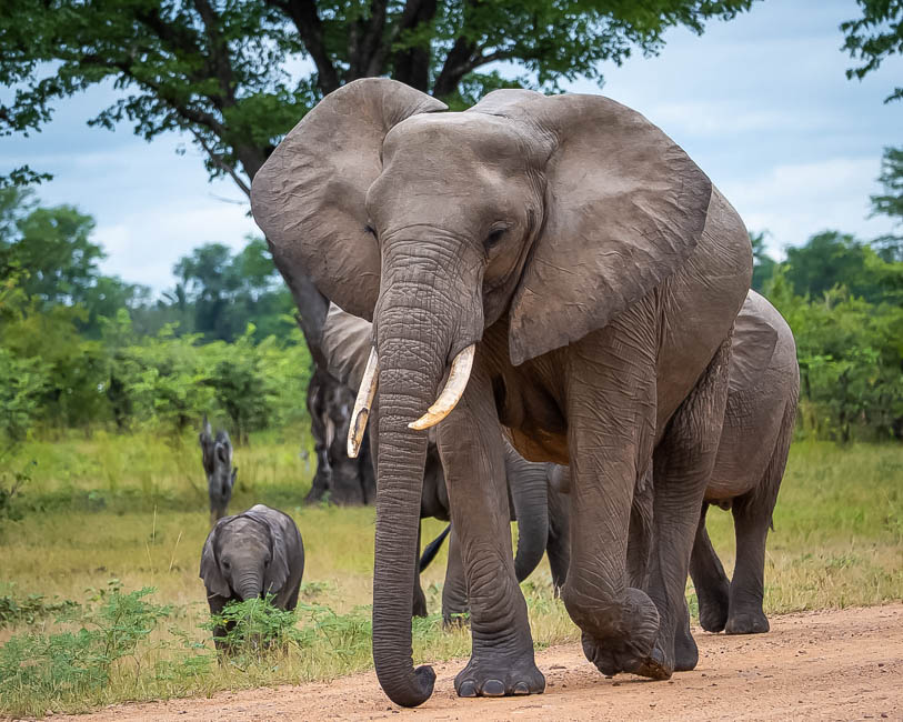 Wildlife image from South Luangwa by Mike White