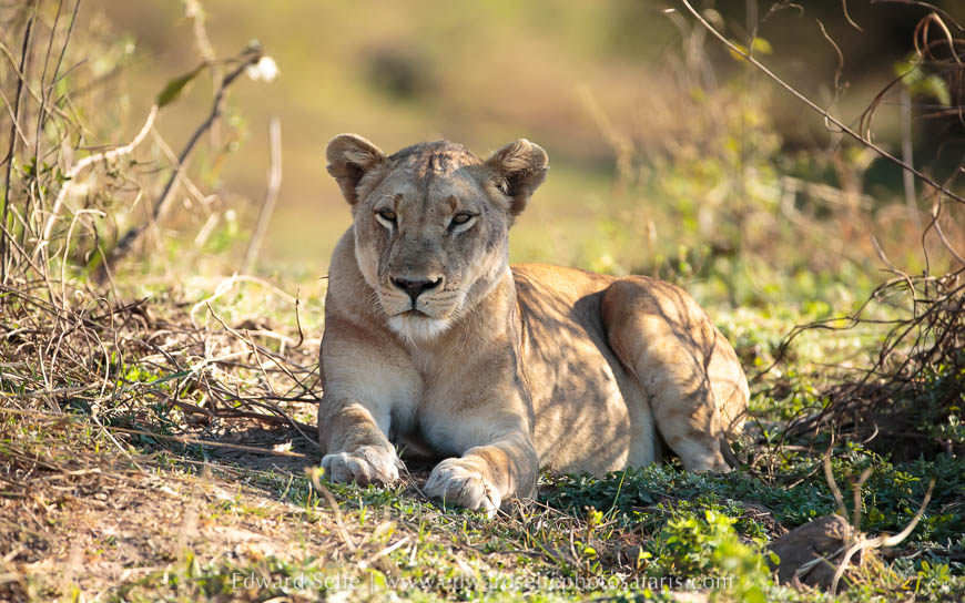 Wildlife image from photo safari with edward selfe.