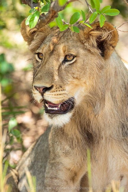 Wildlife image from photo safari with edward selfe safaris.