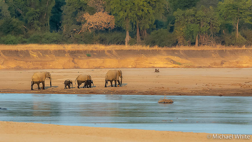 Mike white’s image of wildlife from photo safari with edward selfe in zambia.