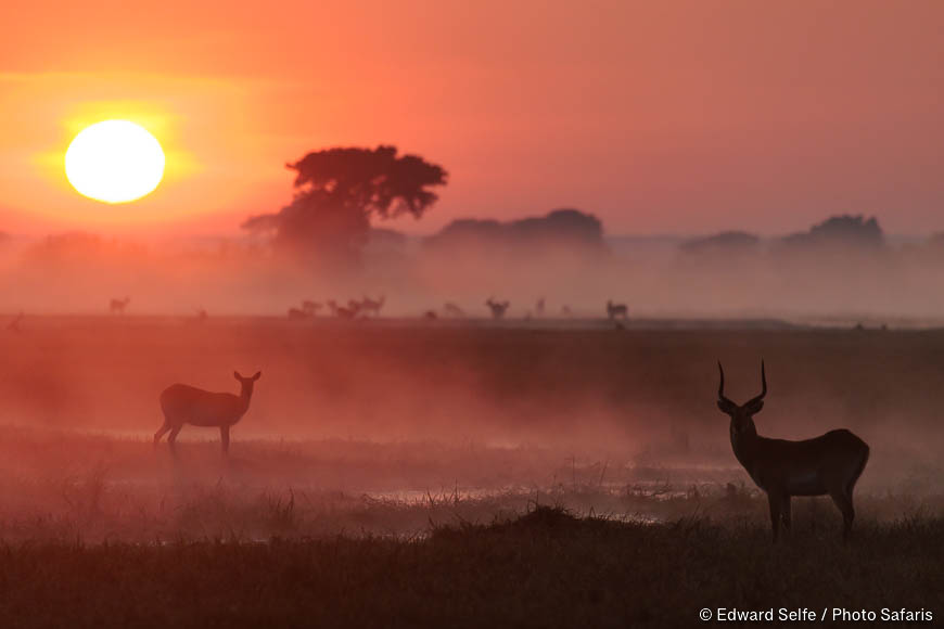Wildlife image by edward selfe from photo safari in southern africa.