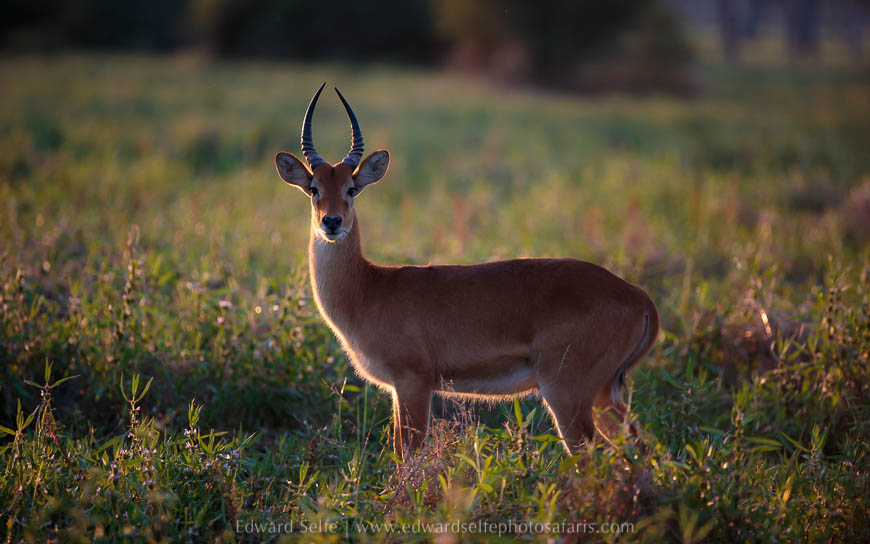 Wildlife image from photo safari with edward selfe.