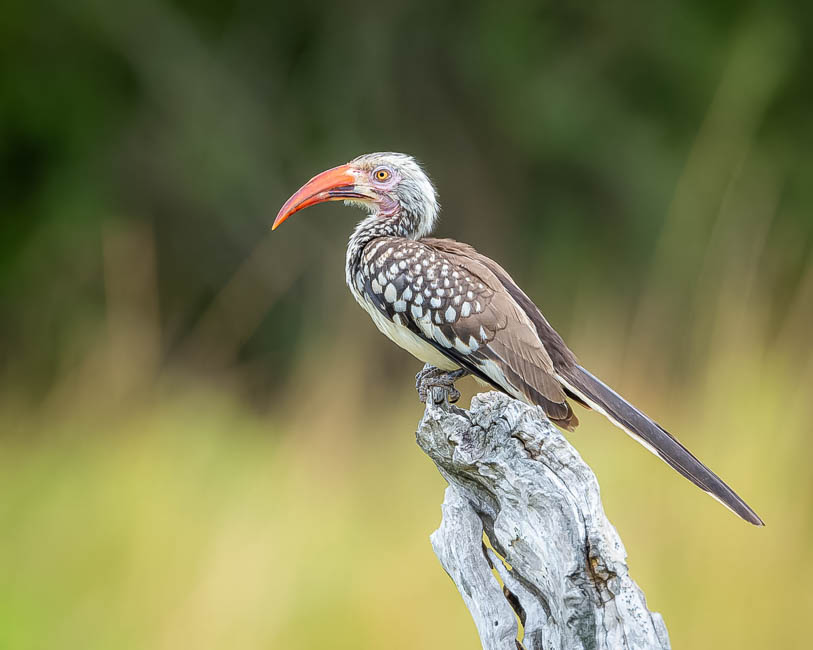 Wildlife image from South Luangwa by Mike White