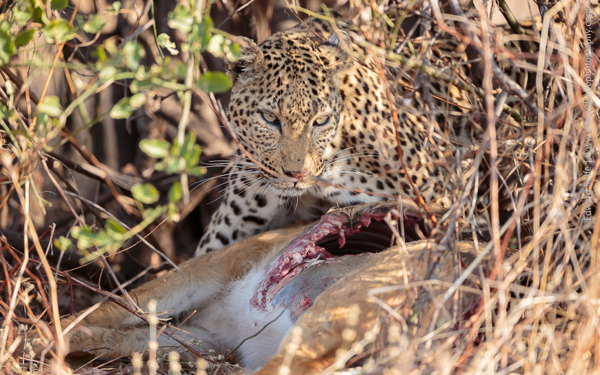 A Zambian leopard feasts on the remains of a puku carcass she has killed the night before.