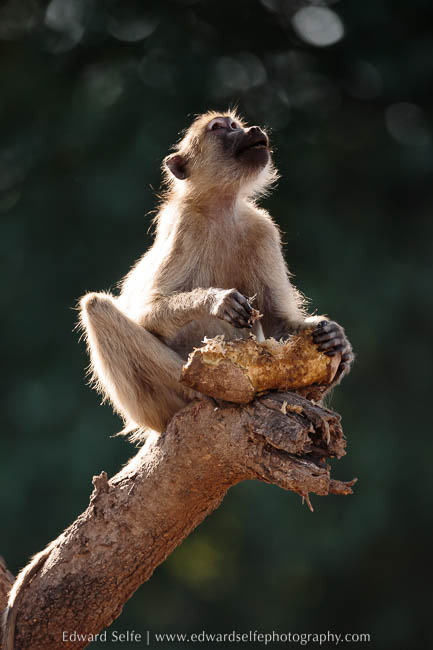 Baboon feeding on a sausage fruit on photo safari in South Luangwa National Park.