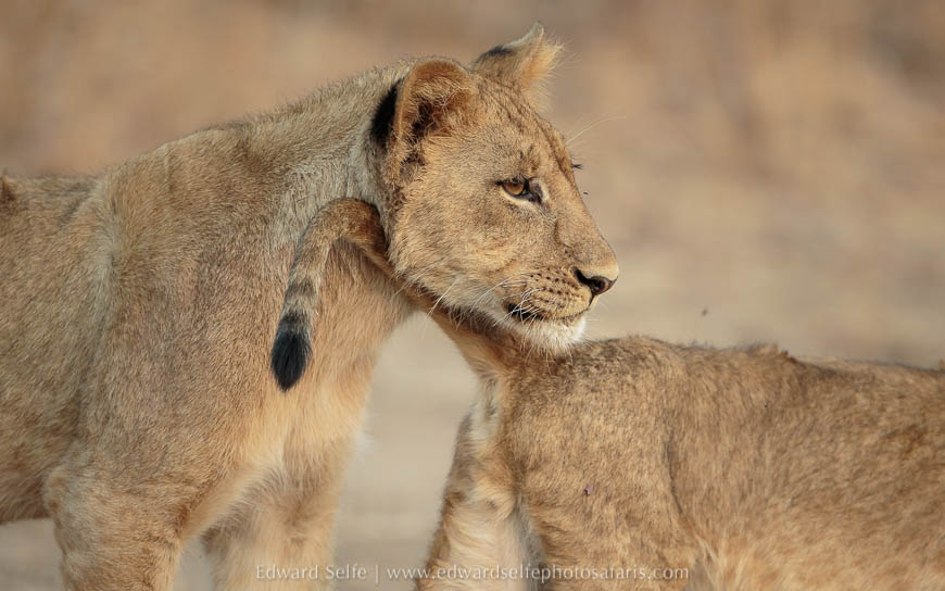 Wildlife image on photo safari with edward selfe in south luangwa national park.