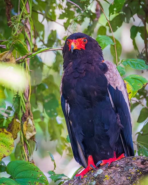 Wildlife image from South Luangwa by Mike White