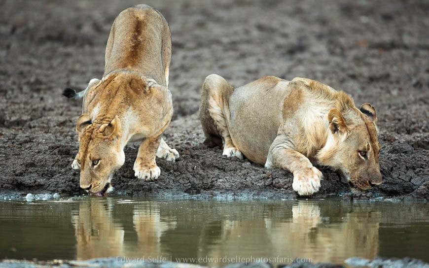 Wildlife image from photo safari with edward selfe in south luangwa national park.