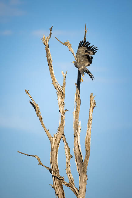 Images of wildlife from photo safari with edward selfe in south luangwa.