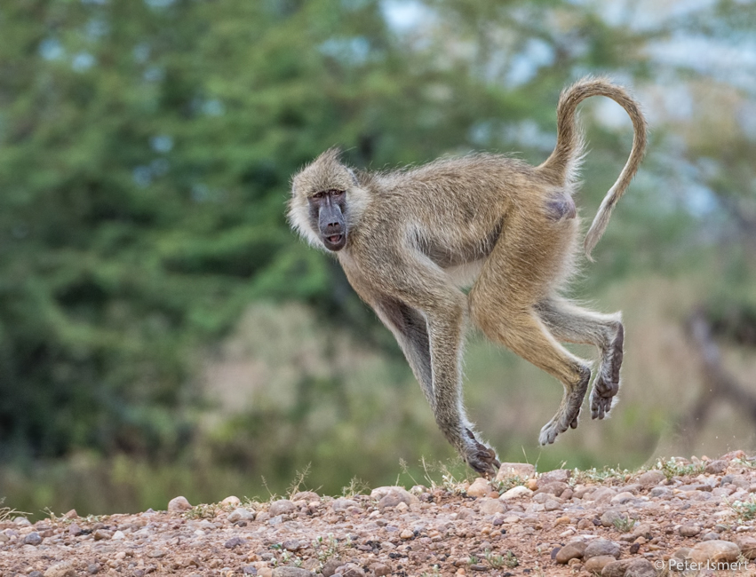 A running baboon in South Luangwa National Park.