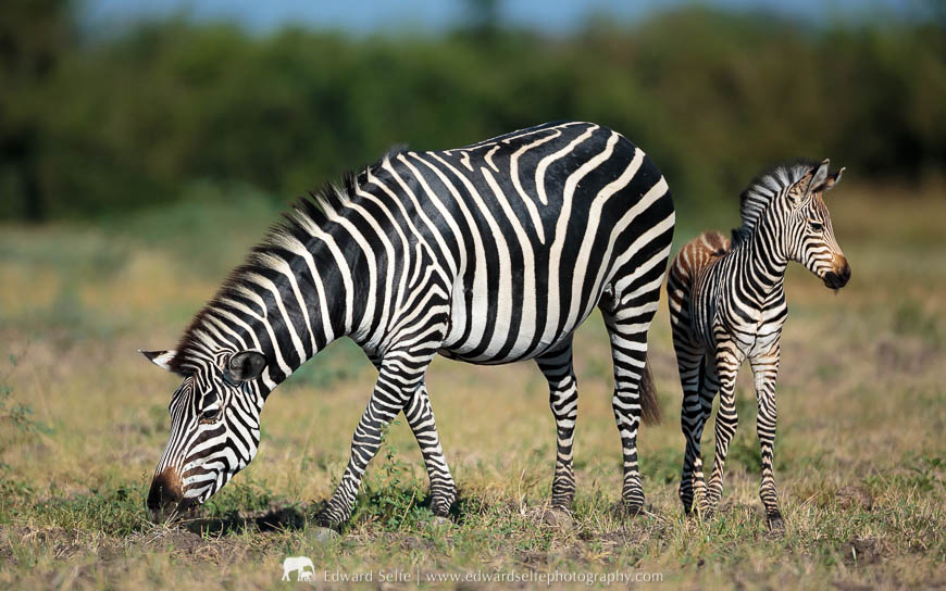 A zebra with her foal during a photo safari with Edward Selfe in South Luangwa National Park