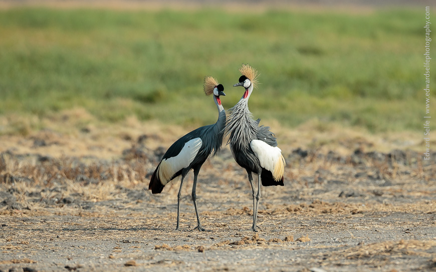 A pair of Grey Crowned cranes courting in South Luangwa.