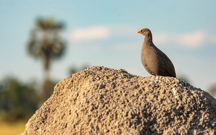 Images of wildlife from photo safari with edward selfe