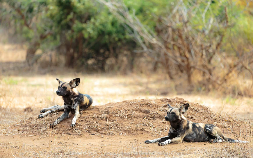 Wildlife image from a photo safari with edward selfe.
