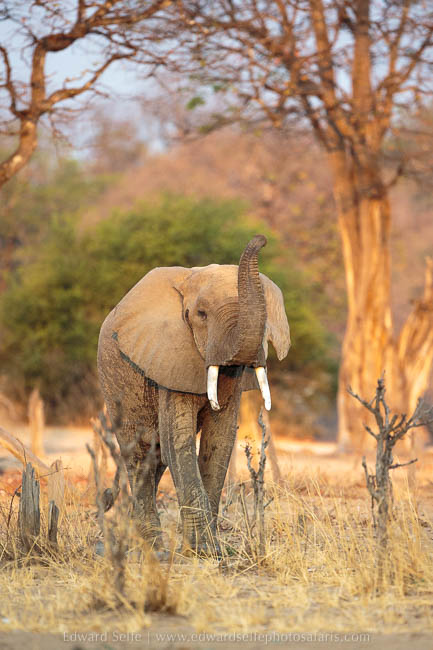Wildlife image from photo safari with edward selfe in south luangwa national park.