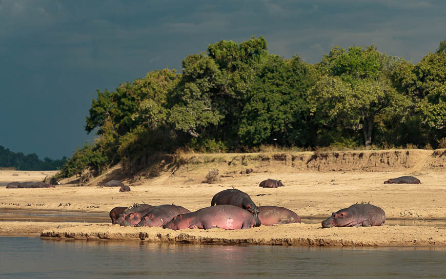 Images of wildlife from photo safari with edward selfe in the south luangwa np.