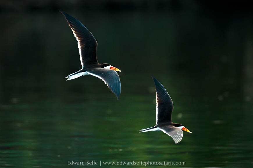 Wildlife image from a photo safari with edward selfe.