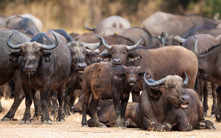 Images of wildlife from photo safari with edward selfe in zambia.
