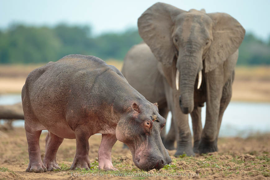 Wildlife image from photo safari with edward selfe in south luangwa national park.