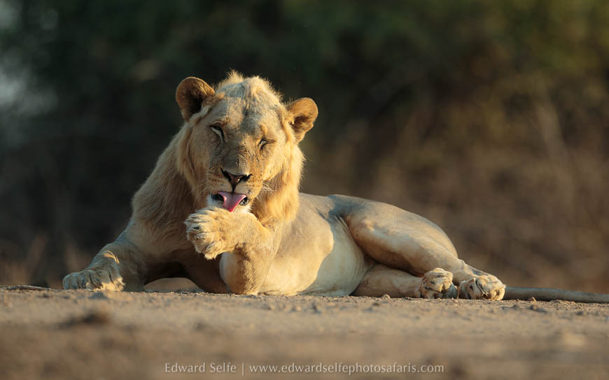 Wildlife image from photo safari with edward selfe in south luangwa national park.